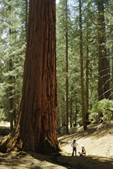 Giant Sequoia Prints: Giant sequoia