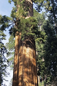 Giant Sequoia Print