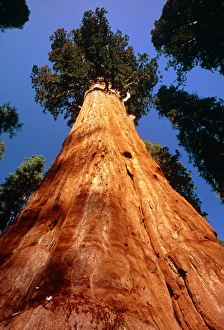 Giant Sequoia General Sherman Giant Sequoia General Sherman