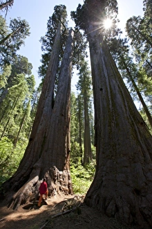 Sequoiadendron Giganteum Prints: Giant sequoia trees