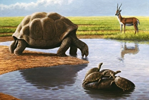 Images Dated 28th June 2006: Giant tortoise Print, 1m in length