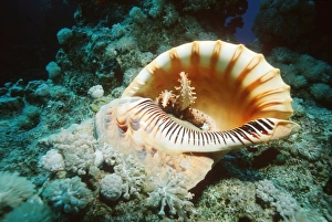 Prints of Giant triton shell (Charonia tritonis) feeding on a starfish. Photographed in the Red Sea, Egypt Images Dated 2004 September: Giant triton shell Print, Red Sea