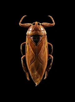 Images Dated 21st December 2012: Giant Water Bug Print, 11cm long