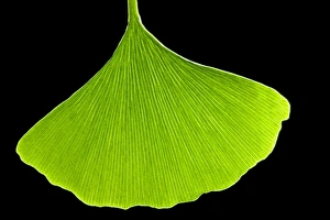 Ginkgo Biloba Prints: Ginkgo leaf, computer artwork