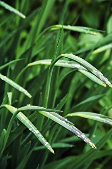 Garden Macro Photography Prints: Gladiolus buds
