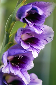 Flower Photography Prints: Gladiolus sp