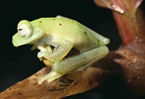 Images Dated 6th April 2004: Glass frog