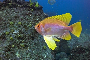 Aquatic Animal Pictures Prints: Glasseye fish
