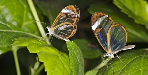 Glasswing butterflies Glasswing butterflies