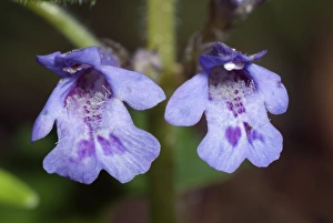 Herbaceous Perennial Plants Prints: Glechoma hirsuta