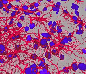 Mouse Brain Glial Cells Print, 10 cm wide