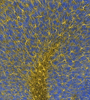 Glial Cells Print, Confocal Micrograph