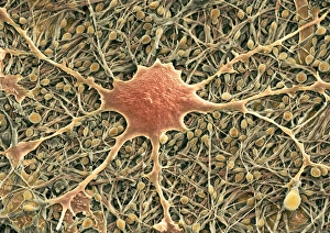 Scanning Electron Microscopy Images Prints: Glial cells, SEM
