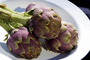 Globe Artichoke Print
