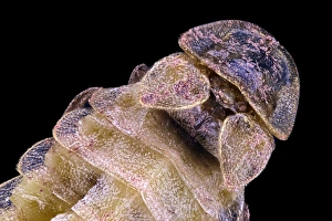 Insect Macro Photography Prints: Glow-worm
