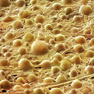 Prints of Detail of glue used for the adhesive on sticky notes, coloured scanning electron micrograph (SEM) Images Dated 2010 April: SEM Detail of Low-Tack Adhesive Print