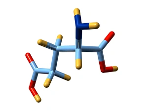 Amino Acid Structure Prints: Glutamic acid, molecular model