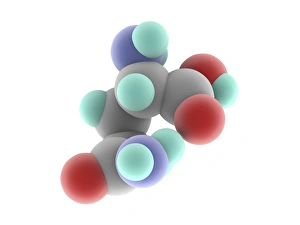 Glutamine Molecule Print