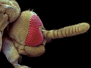 Compound Eye Structure Prints: Gnat head, SEM