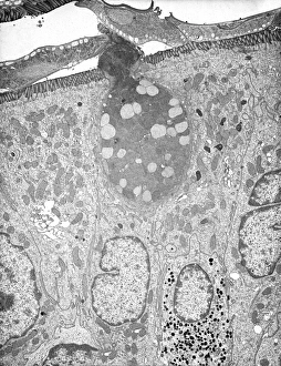 Images Dated 14th February 2013: TEM Print of a Goblet Cell in Intestinal Epithelium