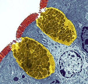 Prints of Goblet cells. Coloured transmission electron micrograph (TEM) of a section through goblet cells in the lining of the small intestine, part of the digestive tract. They are full of mucus (yellow) Images Dated 2005 June: Print of Goblet Cells in Intestinal Lining