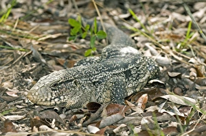 Tropical Lizard Species Prints: Gold tegu