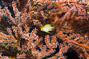 Golden damselfish with whip coral Golden damselfish with whip coral