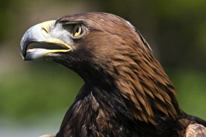 Large Bird Of Prey Prints: Golden eagle