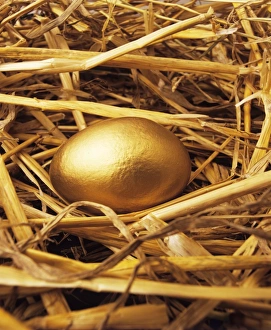 Prints of Golden egg. Conceptual image of a nest containing a golden egg. The golden egg appears in an Aesops fable, warning of the danger of being too greedy Aesop Prints: Golden Egg Print - A Nest Containing a Golden Egg