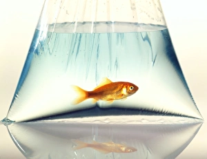 Goldfish Print