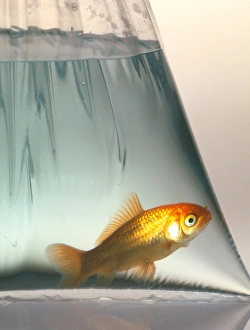Images Dated 1999: Goldfish in a Plastic Bag Print