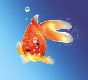 Blue Gradient Background Prints: Goldfish, artwork