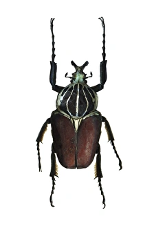 Goliath Beetle Prints: Goliath beetle C016 / 2147