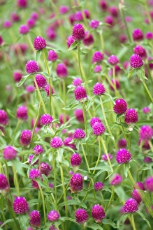 Flower Close Up Prints: Gomphrena globosa