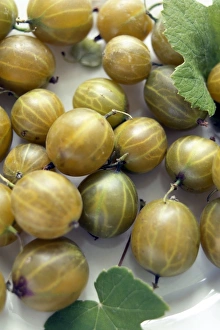 Fresh Gooseberries Prints: Gooseberries