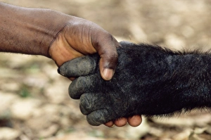 Prints of Gorilla and human. Western lowland gorilla (Gorilla gorilla gorilla) holding hands with a human. Photographed at Limbe Wildlife Centre Cameroon, Africa Images Dated 2005 July: Western Lowland Gorilla Print