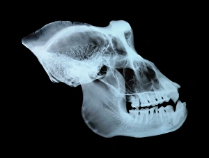 Prints of Gorilla skull (Gorilla). Side view X-ray showing the cranium, eye socket, nasal area and jawbone Images Dated 2006 November: Gorilla Skull Print - Side View X-ray