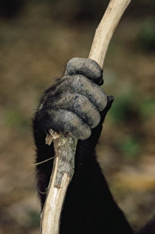African Primate Images Prints: Gorillas hand