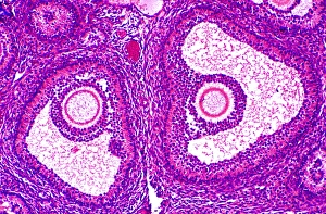 Graafian follicles, light micrograph Graafian follicles, light micrograph