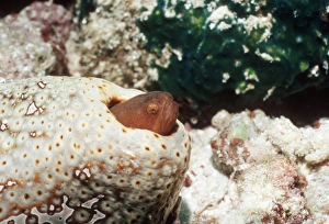 Graceful pearlfish Graceful pearlfish
