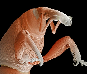 Grain weevil Grain weevil