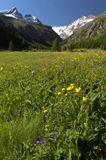 Grand Paradiso National Park, Italy. C017/6748 Grand Paradiso National Park, Italy. C017/6748