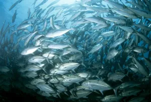 Graphics And Pattern Prints: Bigeye Trevally Print: A School of Fish in the Solomon Islands Waters