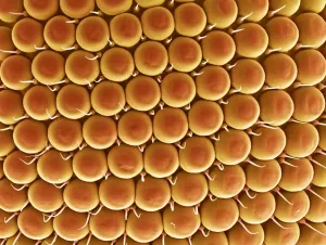 Graphics And Pattern Prints: Compound Eye of a Gnat Print