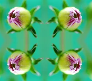 Graphics And Pattern Prints: Dahlia Buds Print