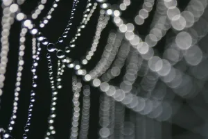 Graphics And Pattern Prints: Dew Laden Spider Web Print