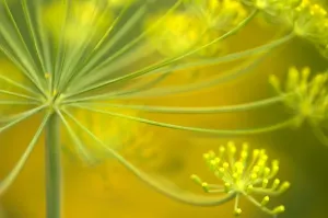 Anethum Graveolens Prints: Dill (Anethum graveolens)