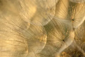 Tragopogon Pratensis Prints: Goats beard seedhead