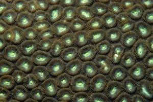 Indonesian Coral Reefs Prints: Hard coral