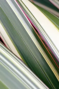 Graphics And Pattern Prints: Phormium Tricolor Leaf Print